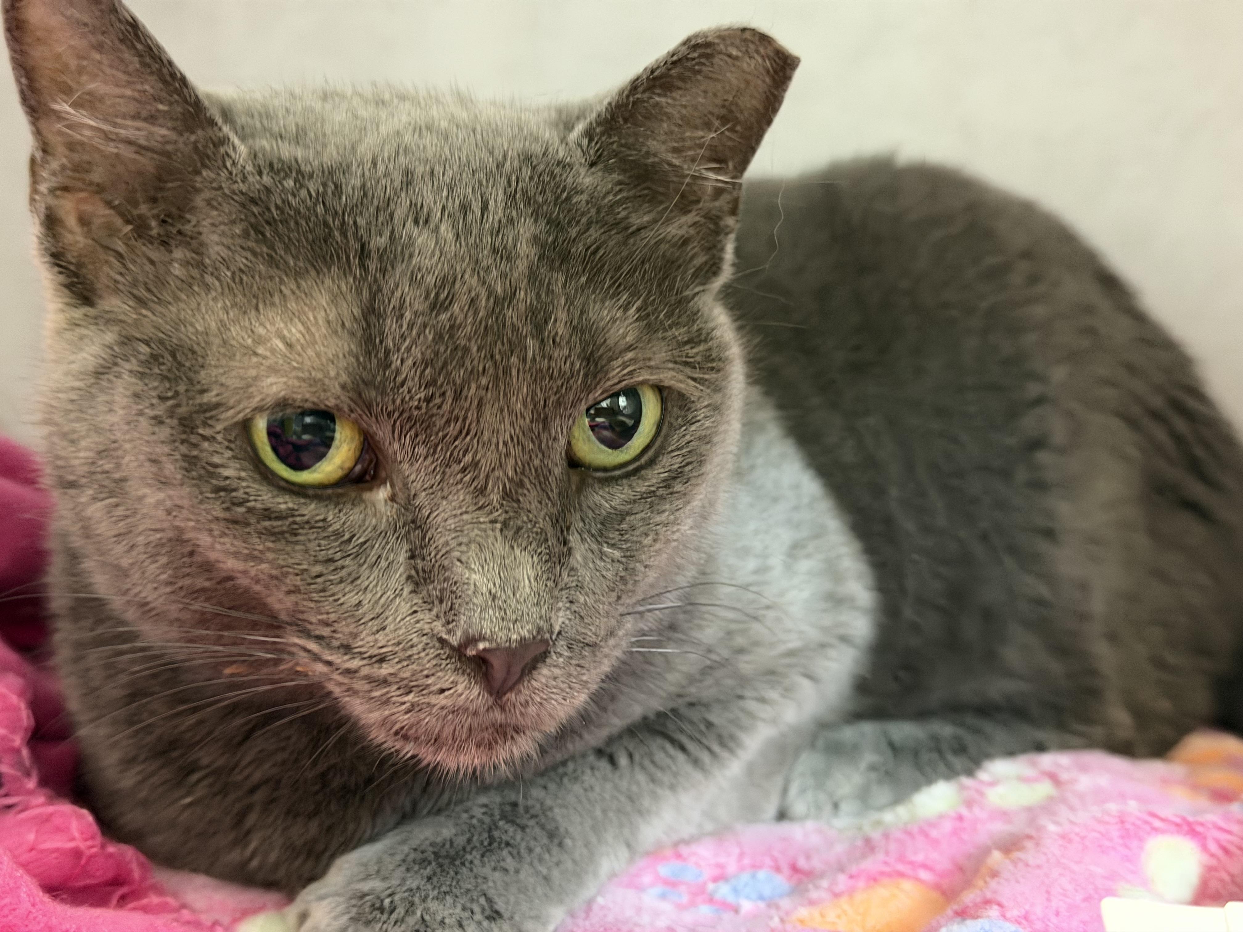 Enlarge Cookie, an adoptable mixed breed in Salem, NH image 3/4