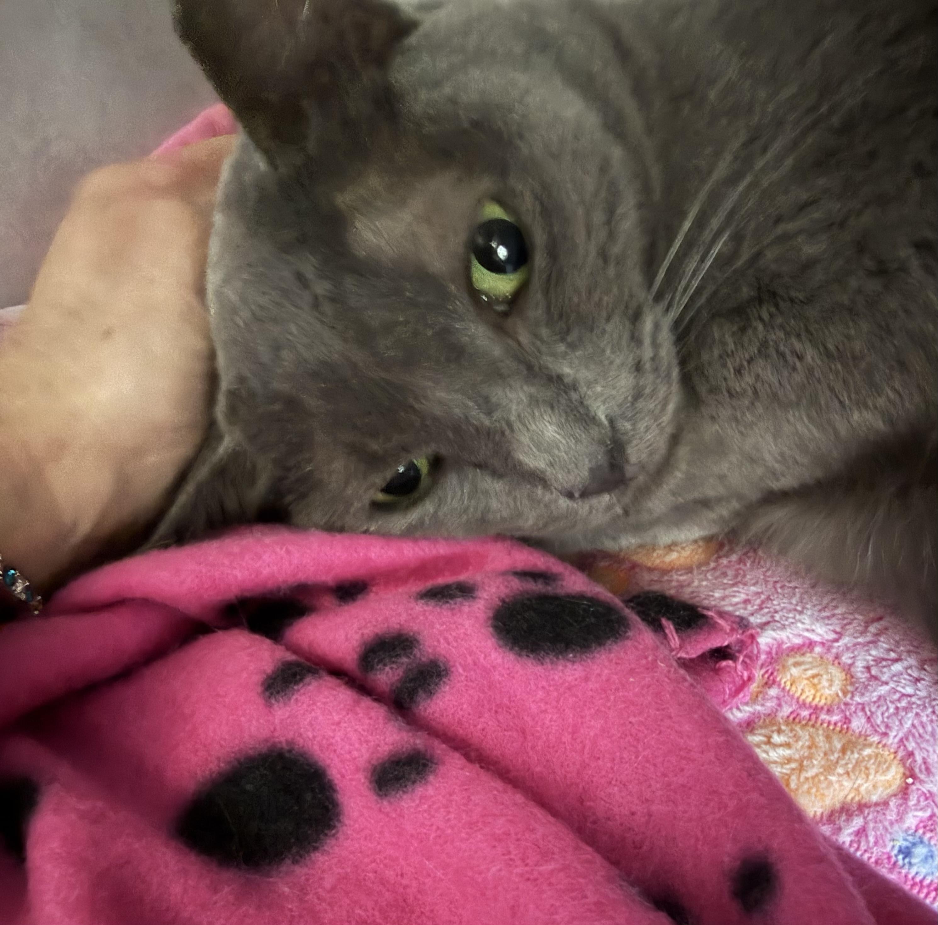 Enlarge Cookie, an adoptable mixed breed in Salem, NH image 2/4