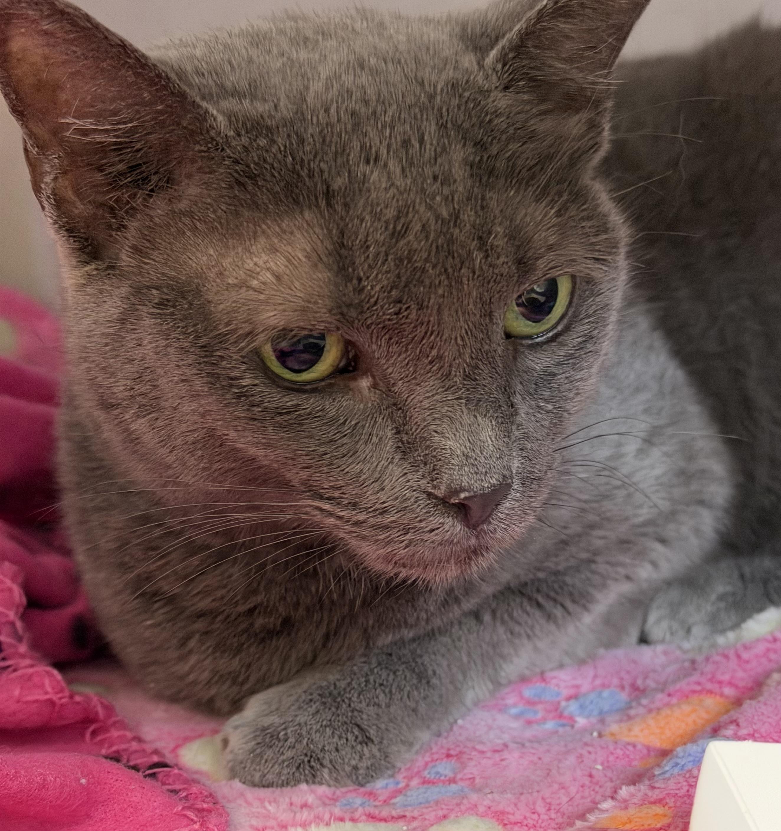 Enlarge Cookie, an adoptable mixed breed in Salem, NH image 4/4