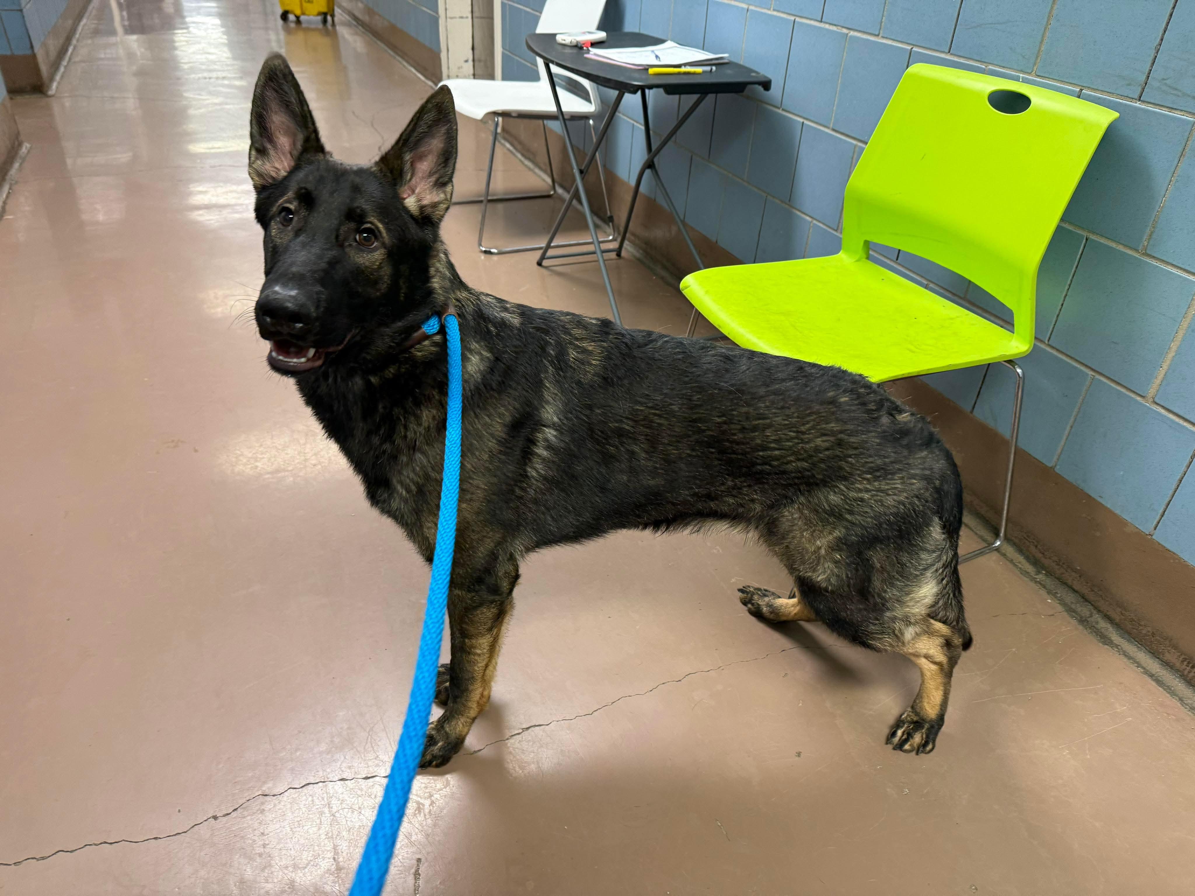Enlarge Chewy, a Adoptable German Shepherd Dog in Chicago, IL image 1/3