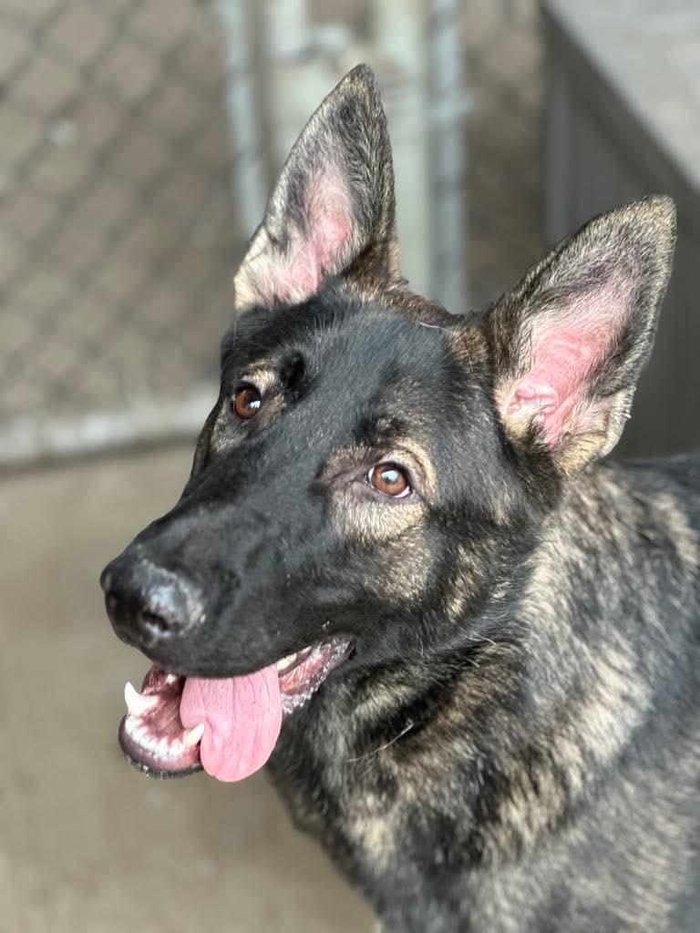 Enlarge Chewy, a Adoptable German Shepherd Dog in Chicago, IL image 2/3