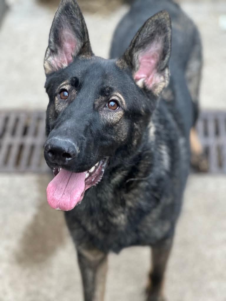 Enlarge Chewy, a Adoptable German Shepherd Dog in Chicago, IL image 3/3