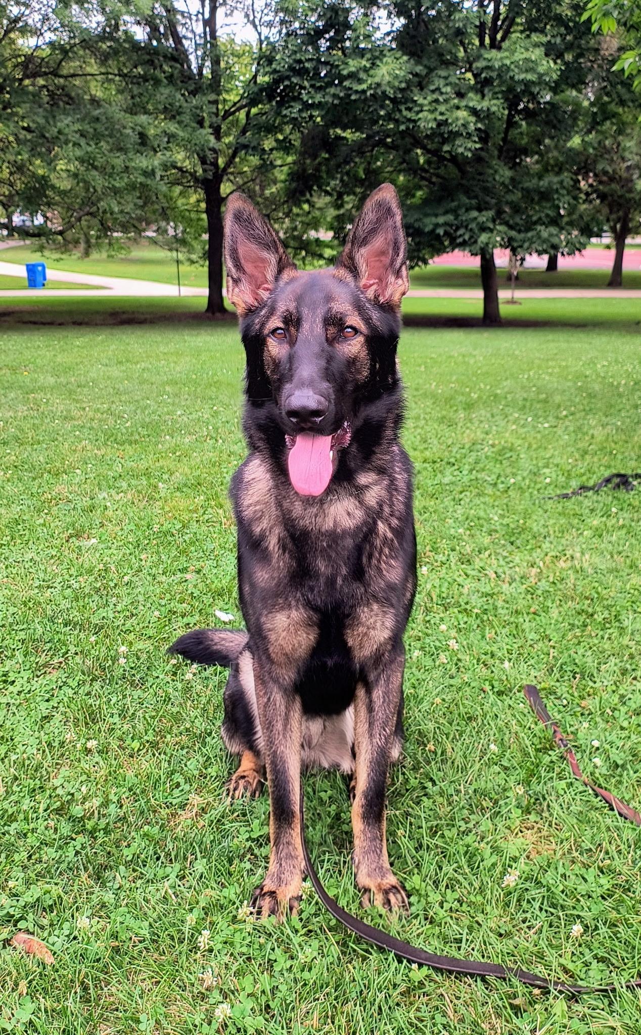 Enlarge Chewy, a Adoptable German Shepherd Dog in Chicago, IL image 1/4