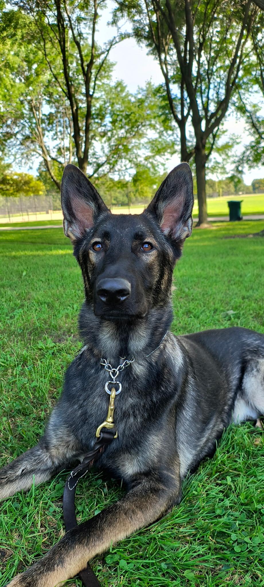 Enlarge Chewy, a Adoptable German Shepherd Dog in Chicago, IL image 2/4