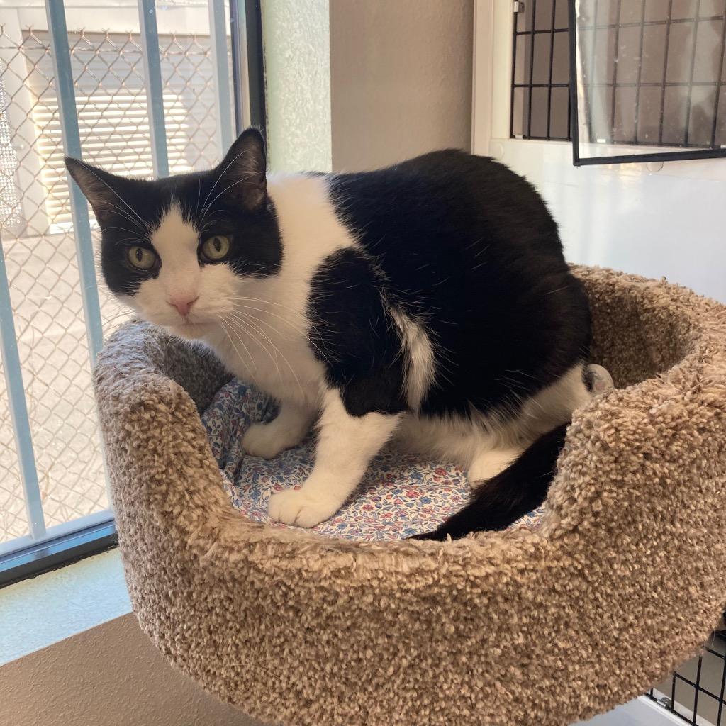Enlarge Little Bootsie, a Adoptable mixed breed in Peoria, AZ image 2/3
