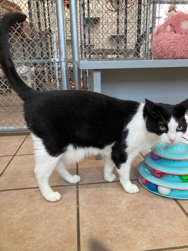 Enlarge Little Bootsie, a Adoptable mixed breed in Peoria, AZ image 3/3
