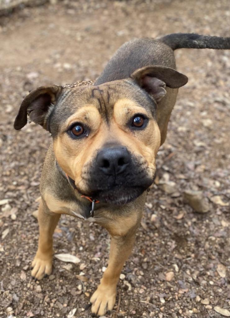Stash, Adoptable, Adult Male Pit Bull Terrier.