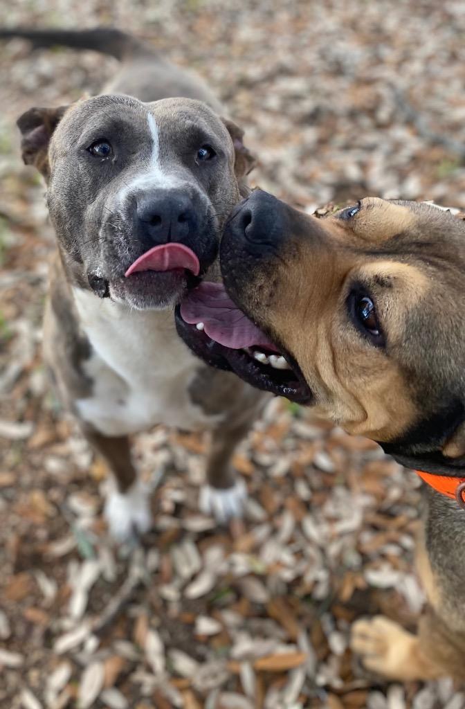 Enlarge Stash, a Adoptable mixed breed in Lockhart, TX image 1/6