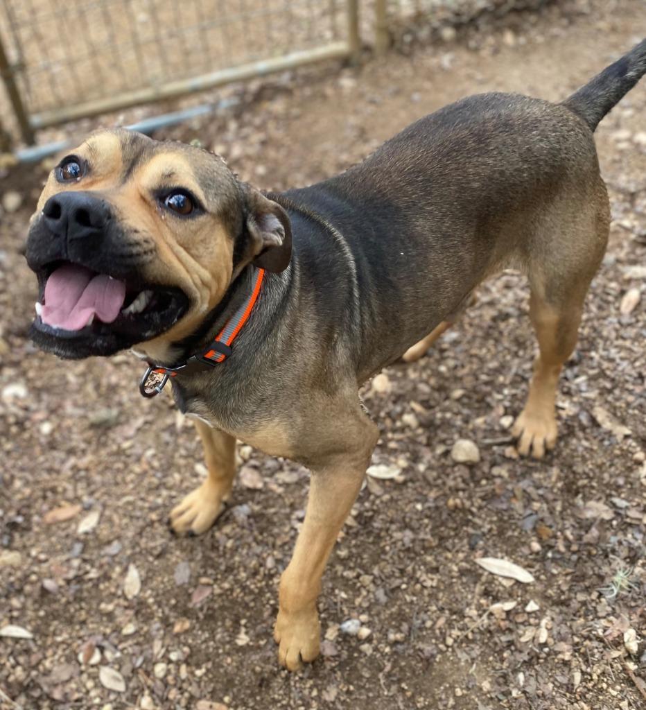 Enlarge Stash, a Adoptable mixed breed in Lockhart, TX image 2/6