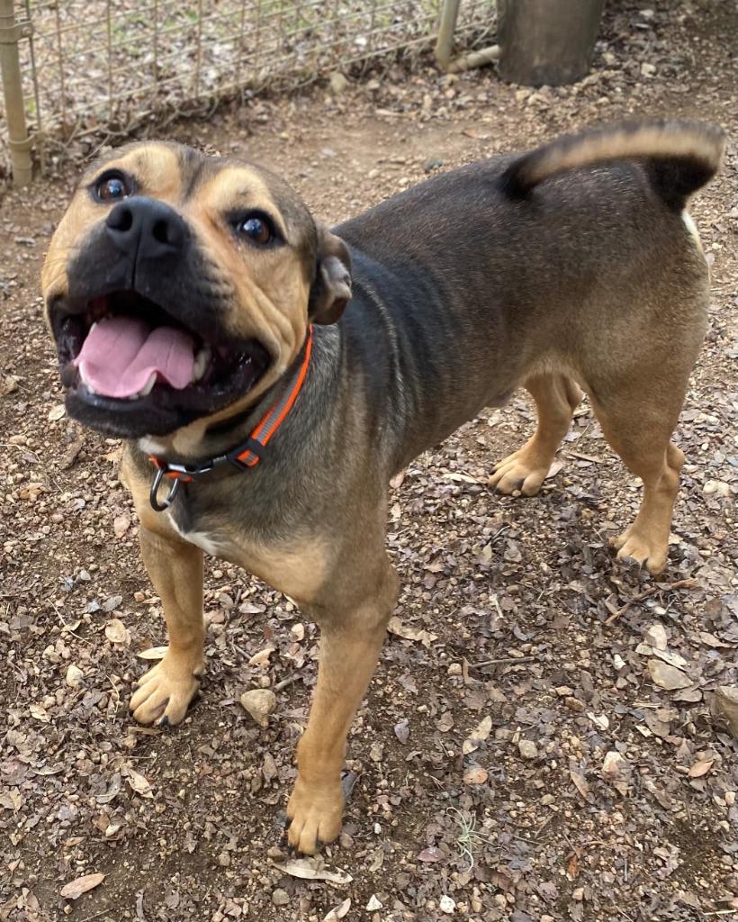 Enlarge Stash, a Adoptable mixed breed in Lockhart, TX image 3/6