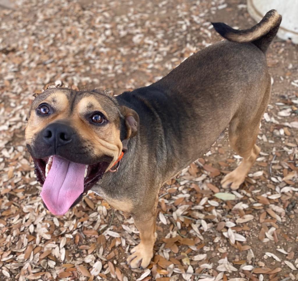 Enlarge Stash, a Adoptable mixed breed in Lockhart, TX image 4/6