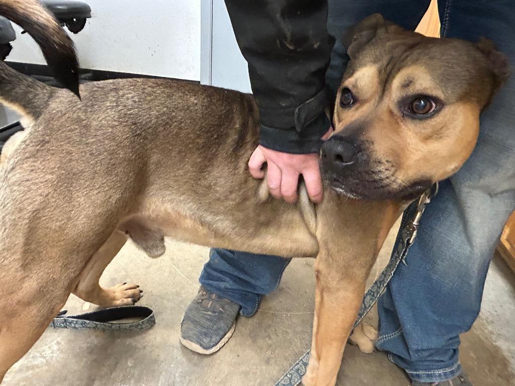 Enlarge Stash, a Adoptable mixed breed in Lockhart, TX image 5/6