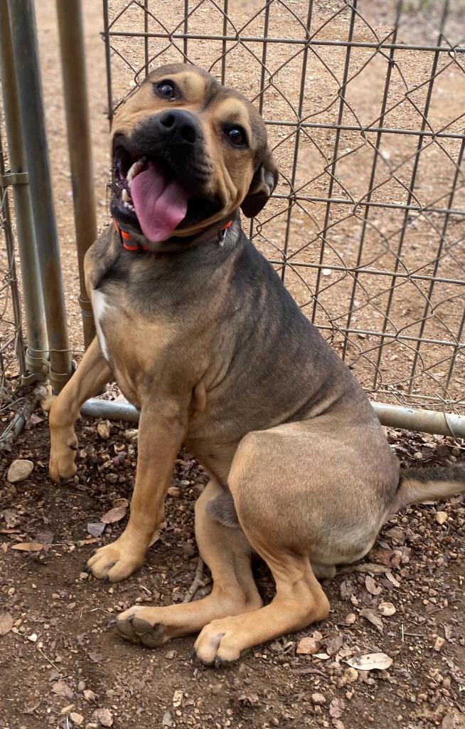 Enlarge Stash, a Adoptable mixed breed in Lockhart, TX image 6/6