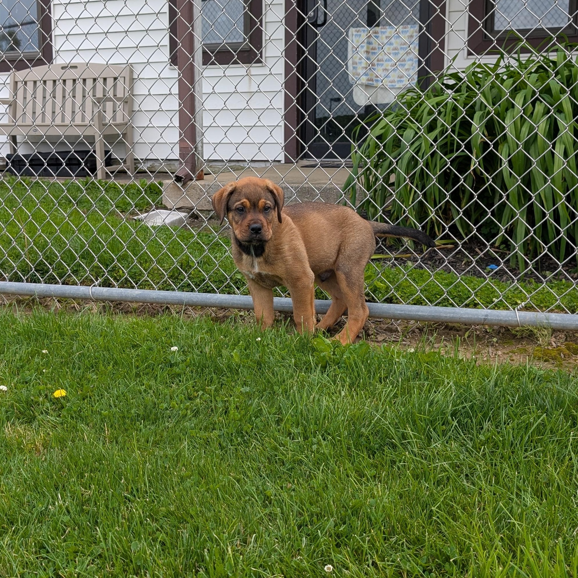 Enlarge 190509 LOOKING FOR OWNER, a ADOPTABLE mixed breed in Ravenna, OH image 5/5