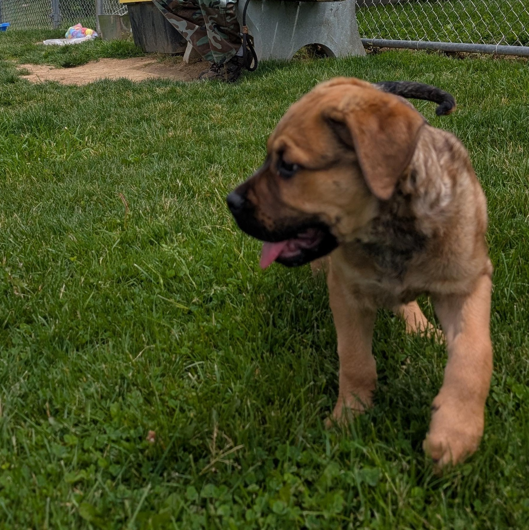 Enlarge 190509 LOOKING FOR OWNER, a ADOPTABLE mixed breed in Ravenna, OH image 3/5