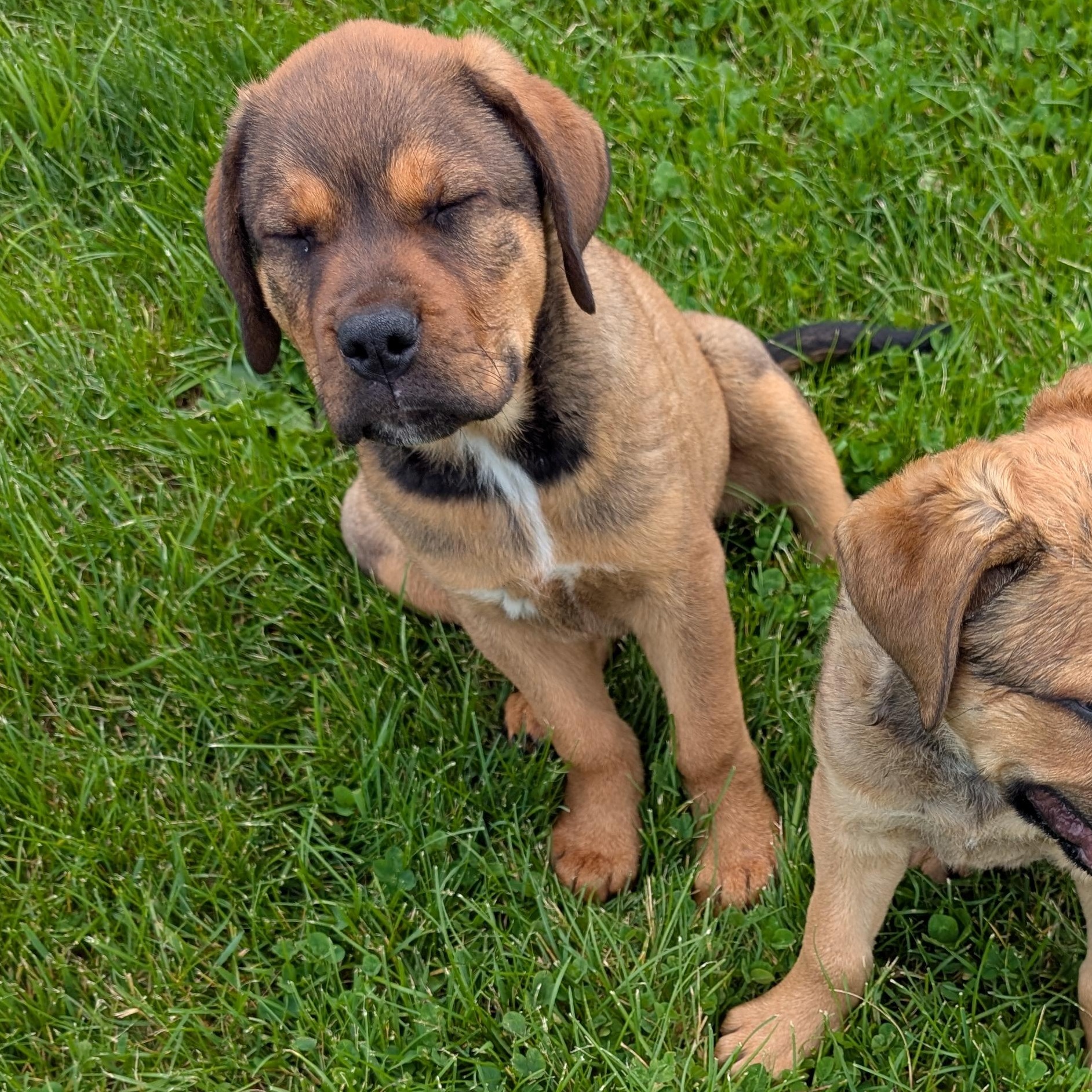 Enlarge 190509 LOOKING FOR OWNER, a ADOPTABLE mixed breed in Ravenna, OH image 2/5