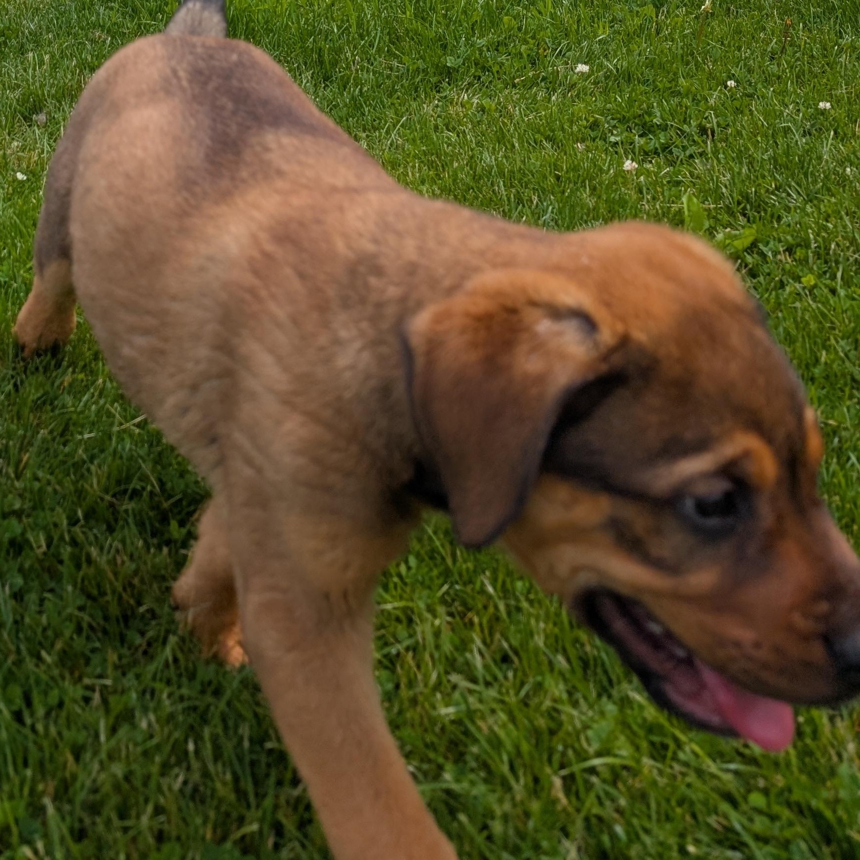Enlarge 190509 LOOKING FOR OWNER, a ADOPTABLE mixed breed in Ravenna, OH image 4/5