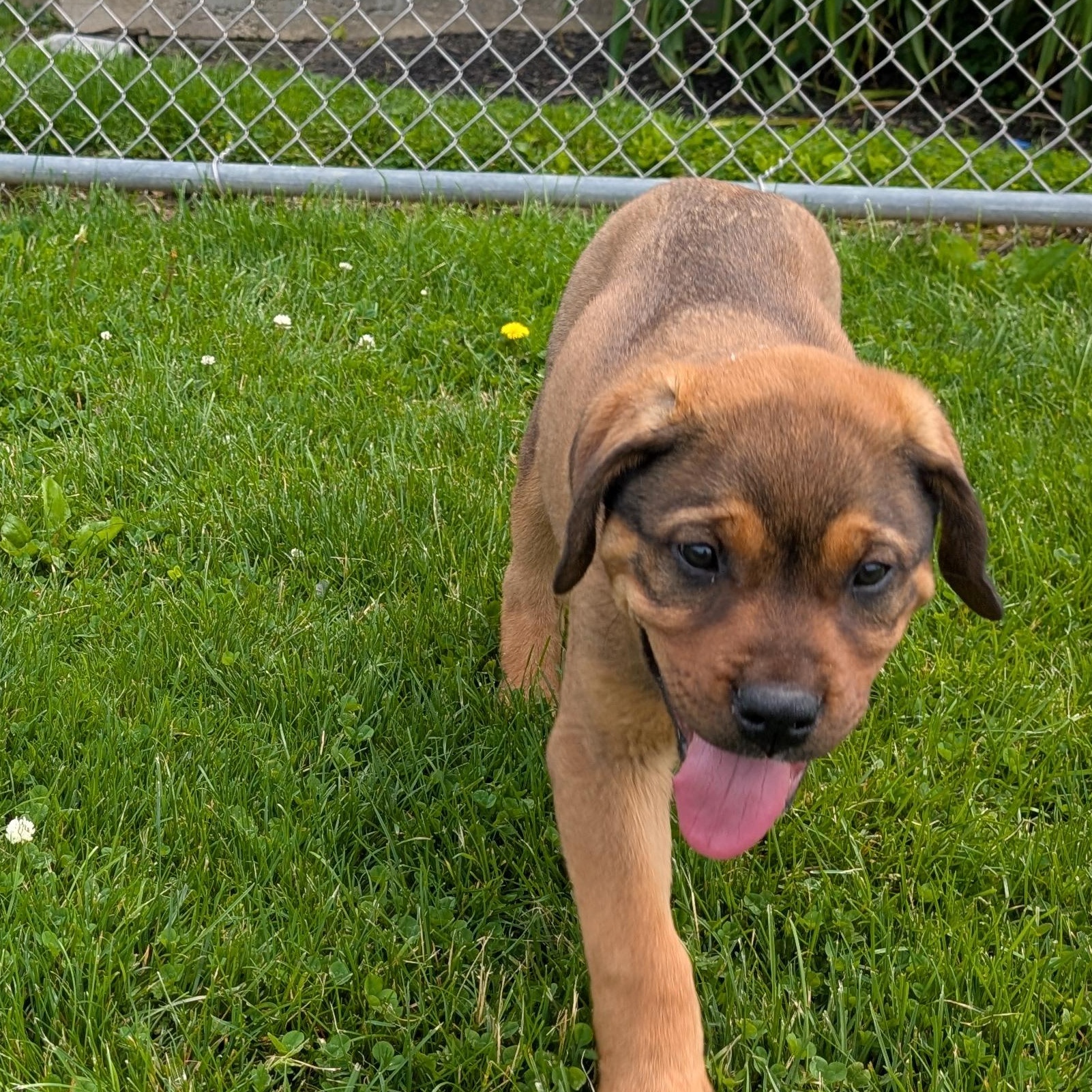 Enlarge 190509 LOOKING FOR OWNER, a ADOPTABLE mixed breed in Ravenna, OH image 1/5