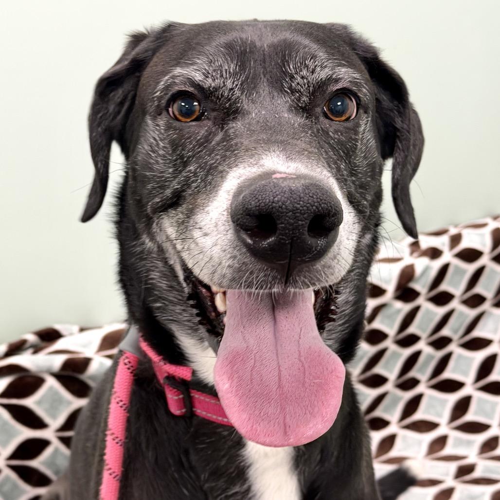 Nimbus, Adoptable, Adult Male Great Dane & Mixed Breed.