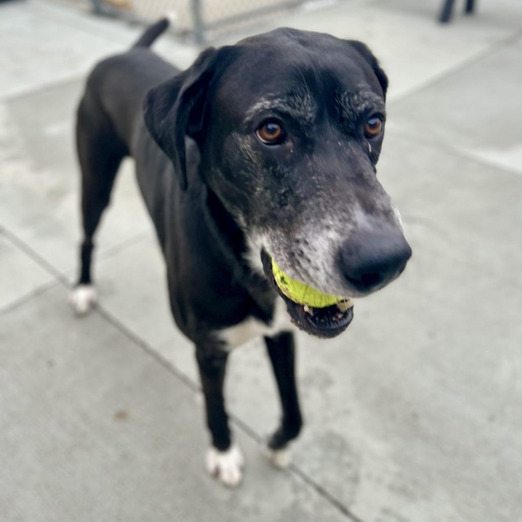 Enlarge Nimbus, a Adoptable mixed breed in Washington Township, OH image 2/6