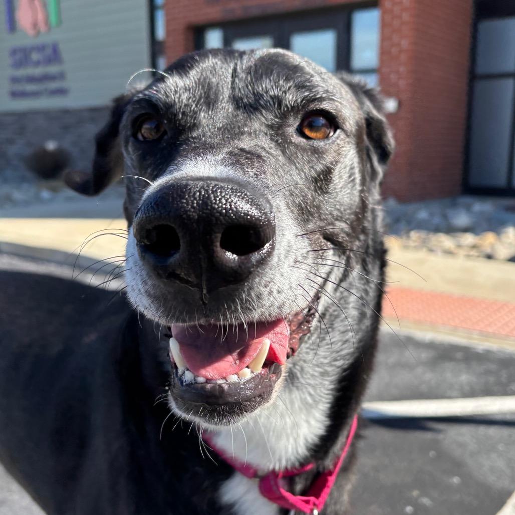 Enlarge Nimbus, a Adoptable mixed breed in Washington Township, OH image 3/6