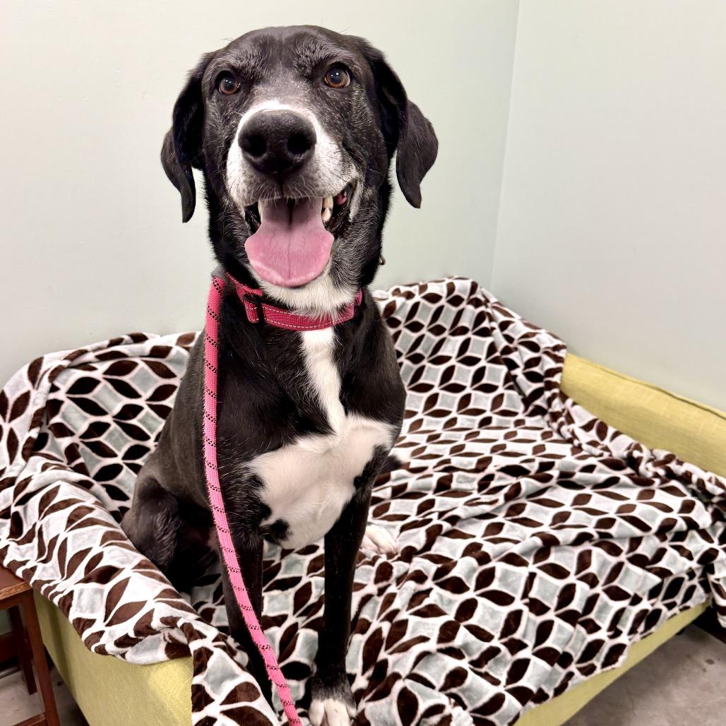 Enlarge Nimbus, a Adoptable mixed breed in Washington Township, OH image 4/6