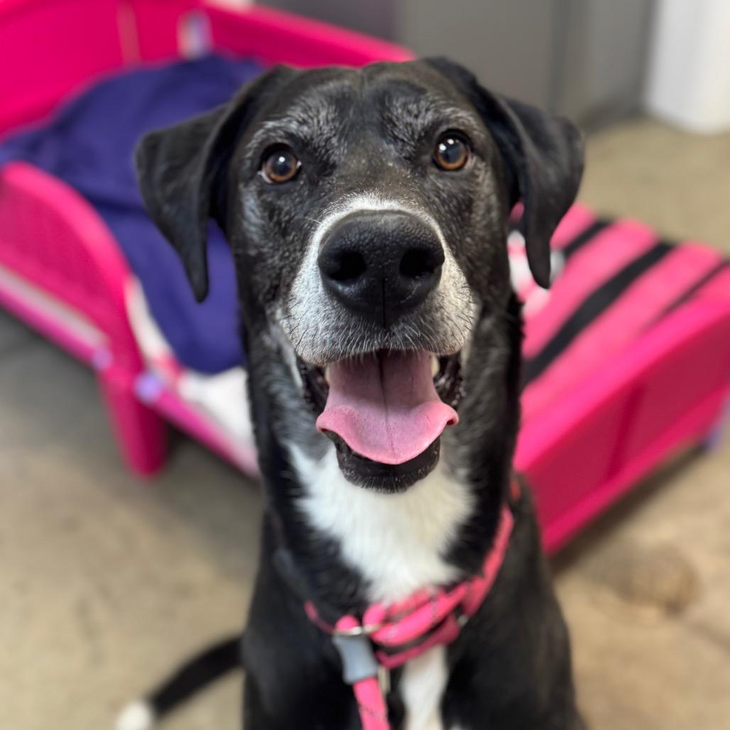 Enlarge Nimbus, a Adoptable mixed breed in Washington Township, OH image 5/6
