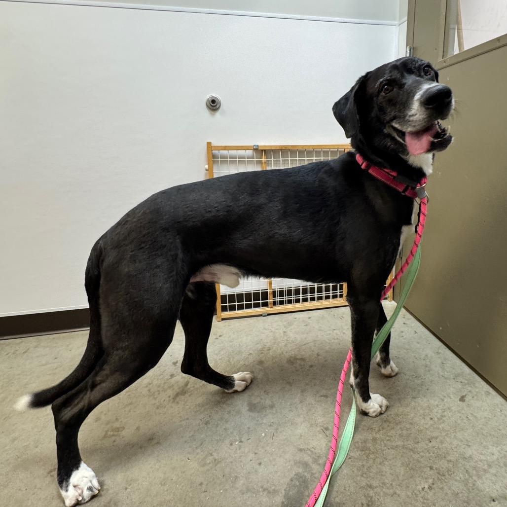 Enlarge Nimbus, a Adoptable mixed breed in Washington Township, OH image 6/6