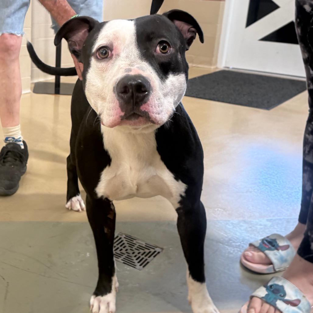 Shaiman, Adoptable, Adult Male Mixed Breed.
