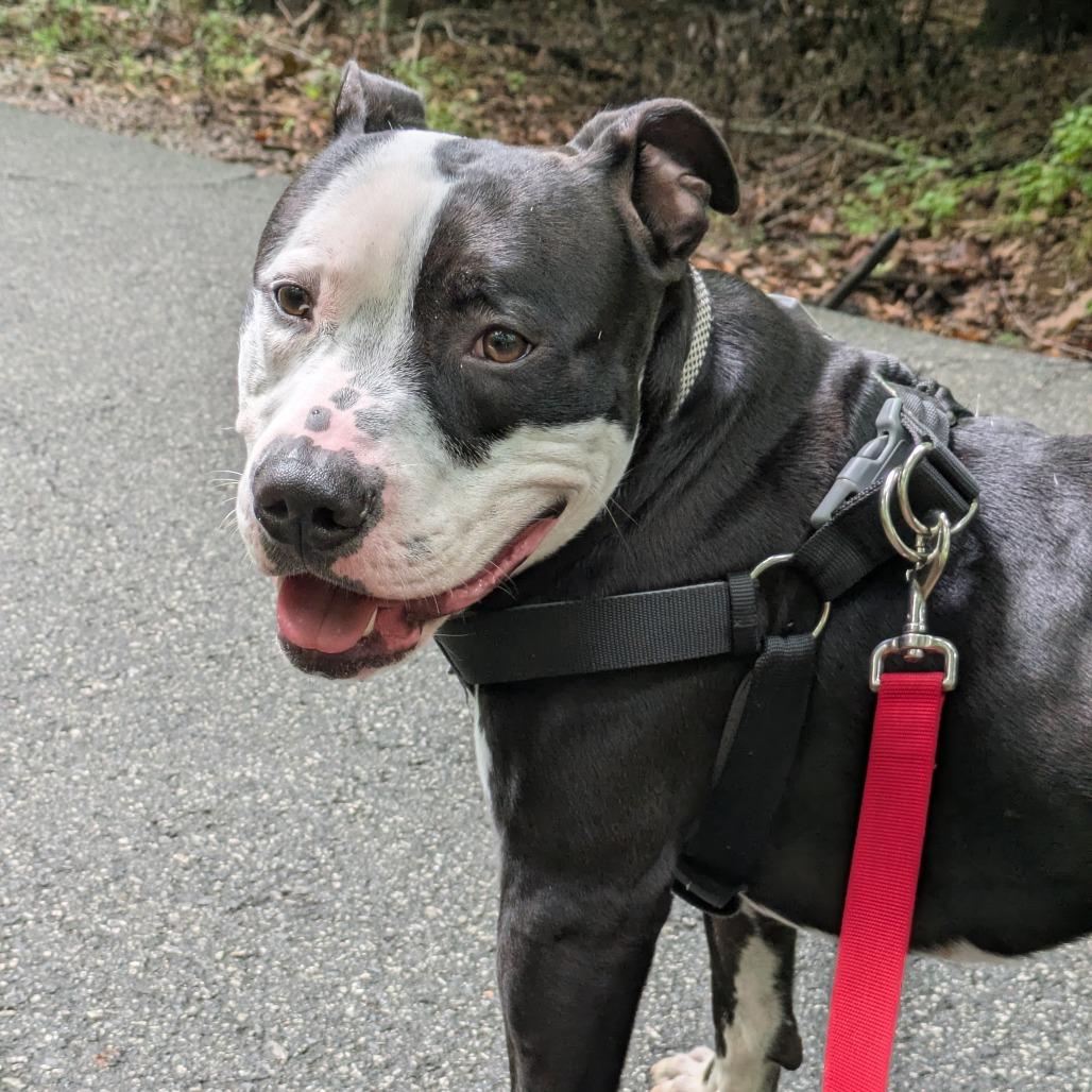 Shaiman, a Adoptable Mixed Breed in Winston-Salem, NC image 3/6