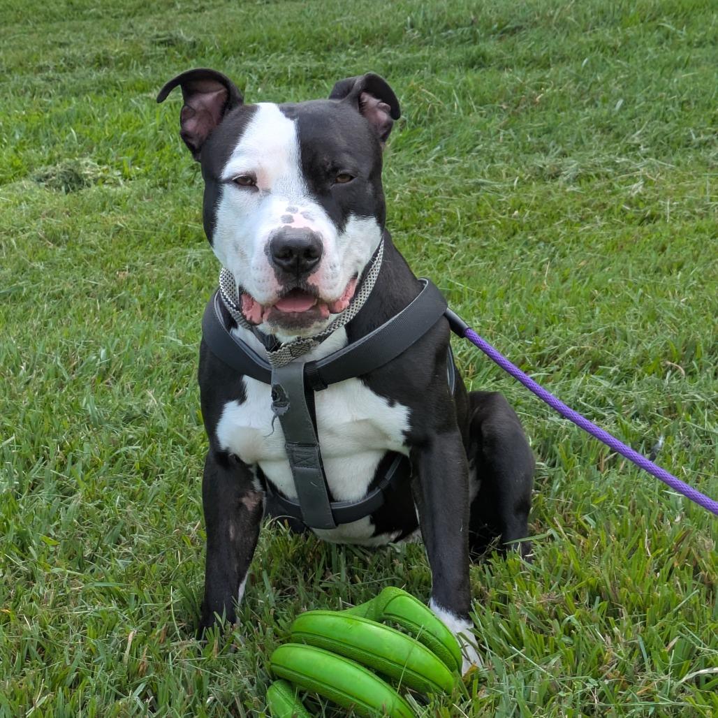 Shaiman, a Adoptable Mixed Breed in Winston-Salem, NC image 4/6