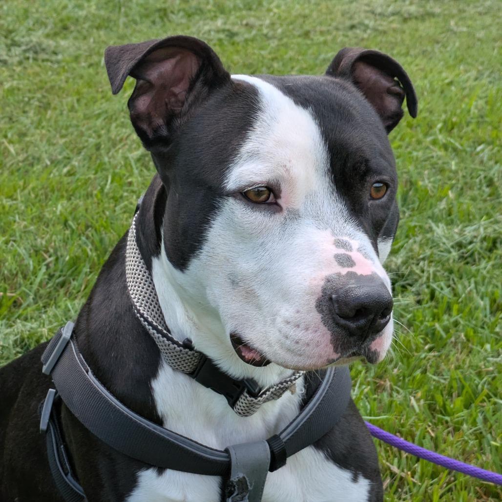 Shaiman, a Adoptable Mixed Breed in Winston-Salem, NC image 5/6