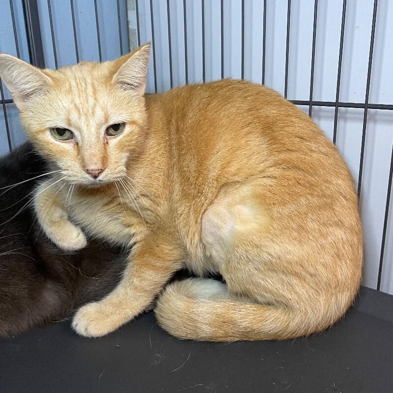 Enlarge Adair, a Adoptable Domestic Short Hair in Roanoke, VA image 1/3