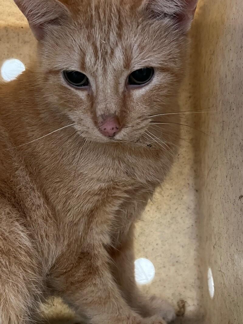 Enlarge Adair, a Adoptable Domestic Short Hair in Roanoke, VA image 2/3