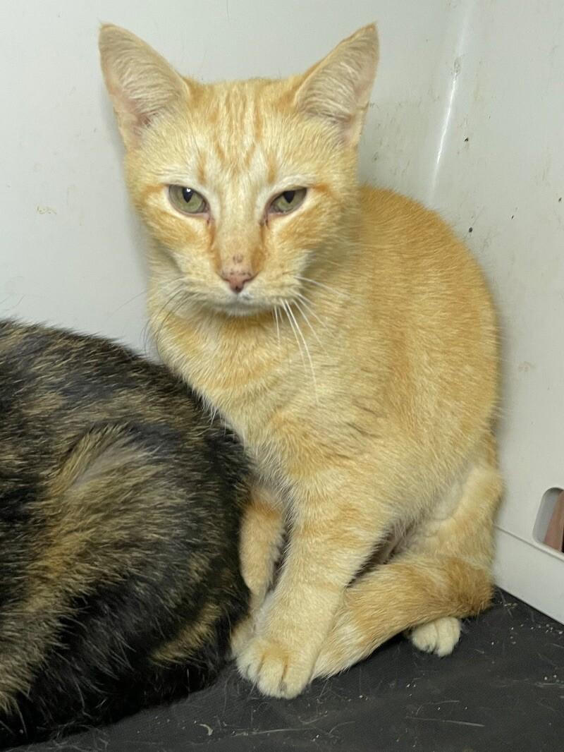 Enlarge Adair, a Adoptable Domestic Short Hair in Roanoke, VA image 3/3