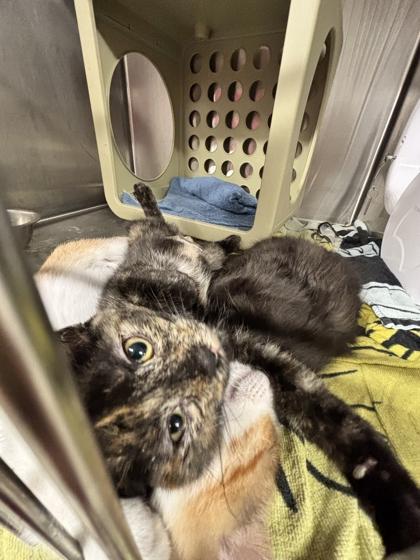 Cass (E50), Adoptable, Adult Female Domestic Short Hair & Domestic Short Hair.