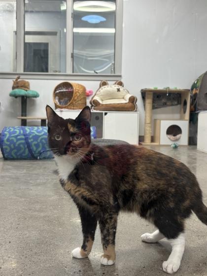 Enlarge Cass (E50), a Adoptable mixed breed in Lafayette, IN image 1/2