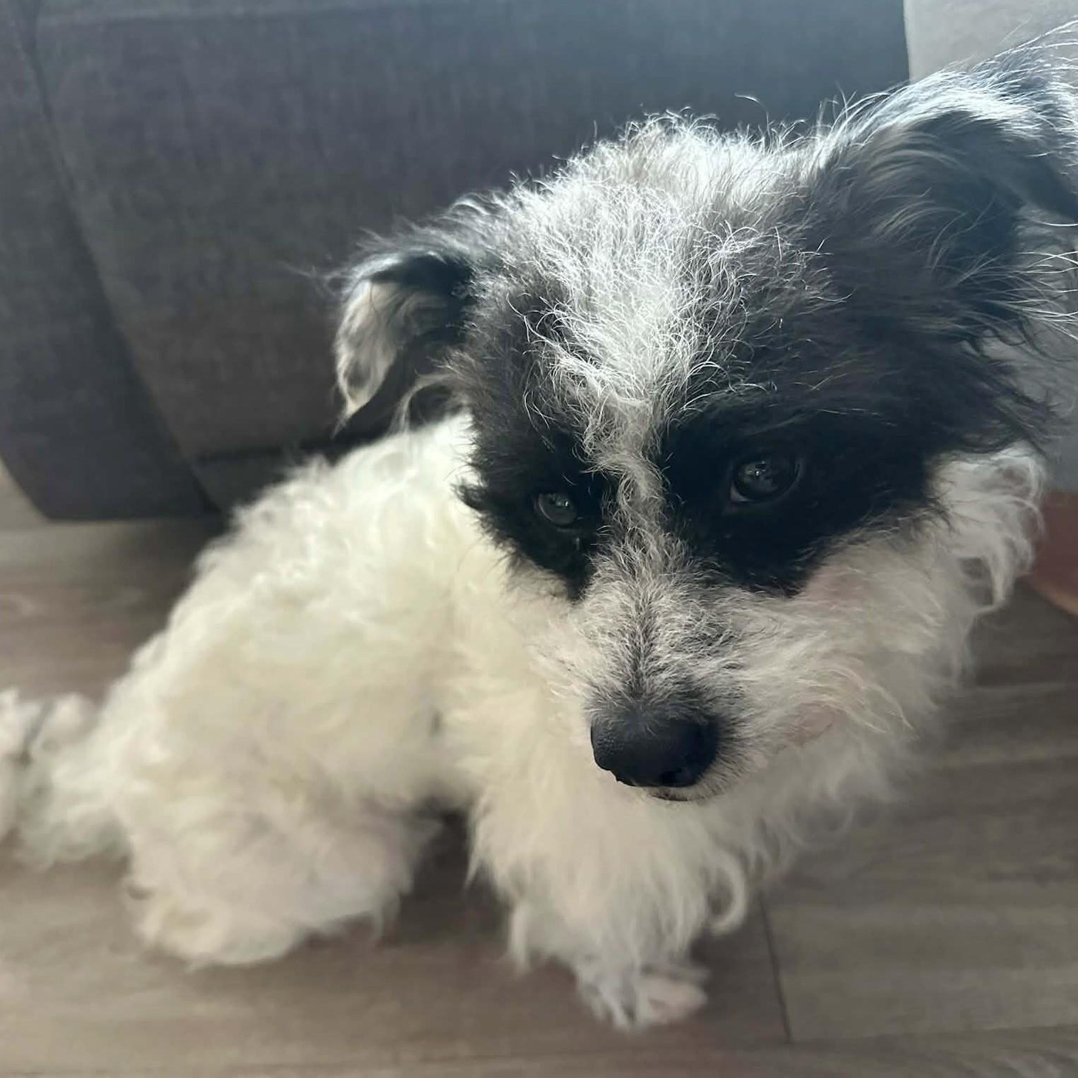 Nacho, a Adoptable Border Terrier in Marana, AZ image 2/3