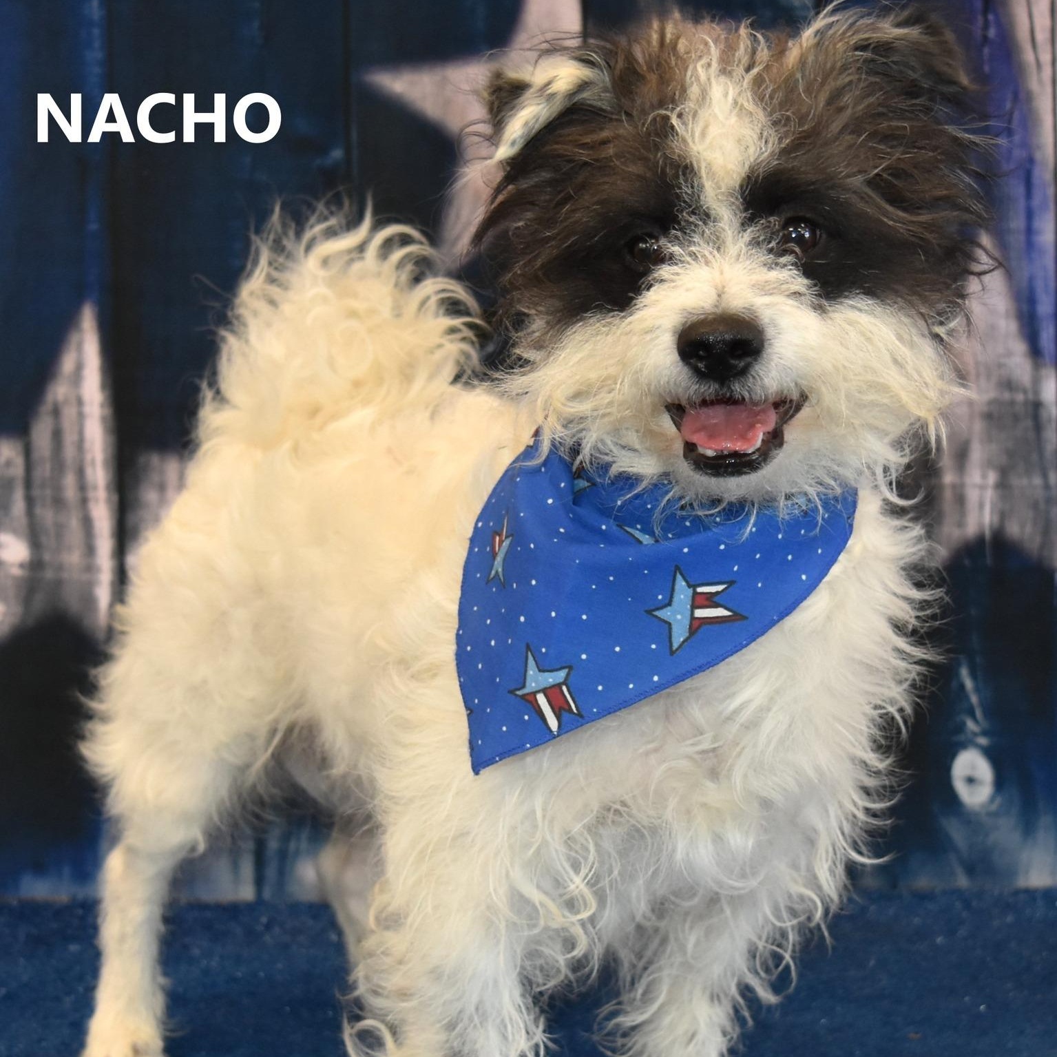 Nacho, Adoptable, Young Male Border Terrier.