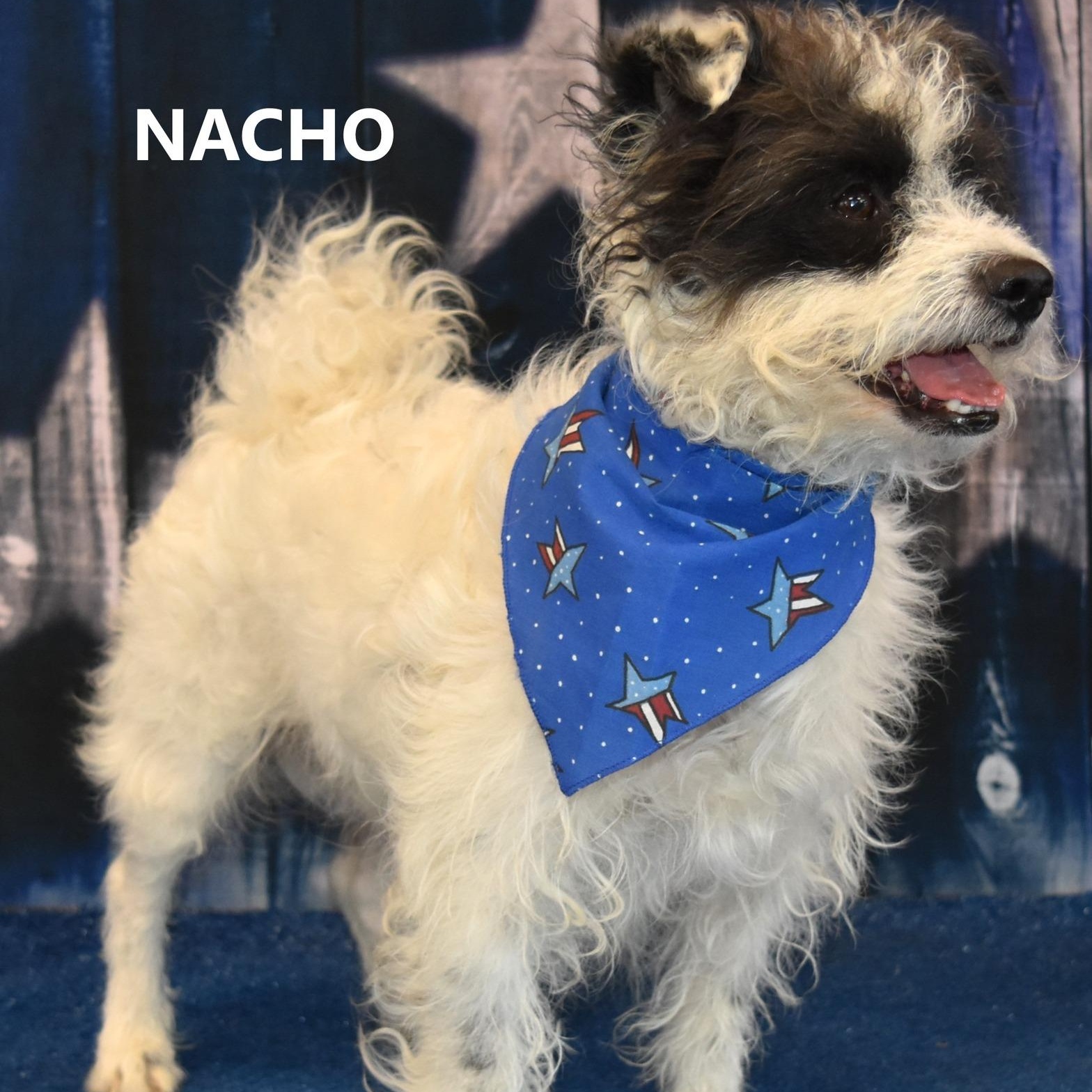 Nacho, a Adoptable Border Terrier in Marana, AZ image 3/3