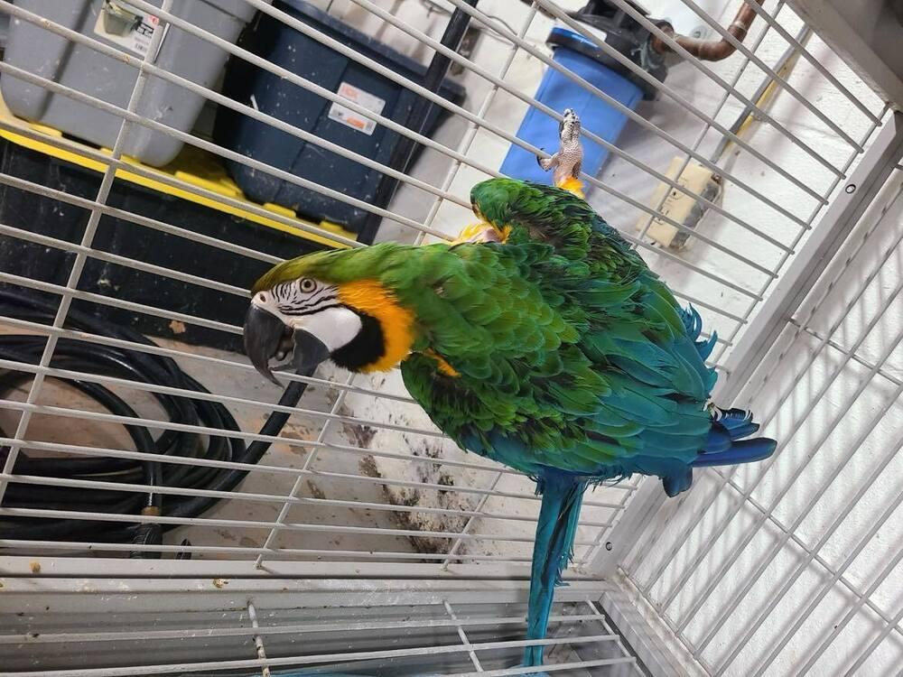 Enlarge Zoey, a Adoptable Macaw in West Mifflin, PA image 1/1