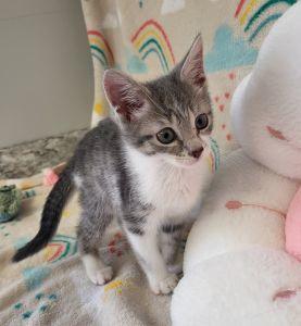 Enlarge Kourtney, a ADOPTABLE Domestic Short Hair in Bucyrus, OH image 2/3