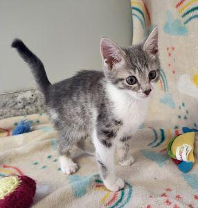 Enlarge Kourtney, a ADOPTABLE Domestic Short Hair in Bucyrus, OH image 3/3