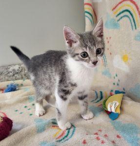 Kourtney, ADOPTABLE, Young Female Domestic Short Hair.