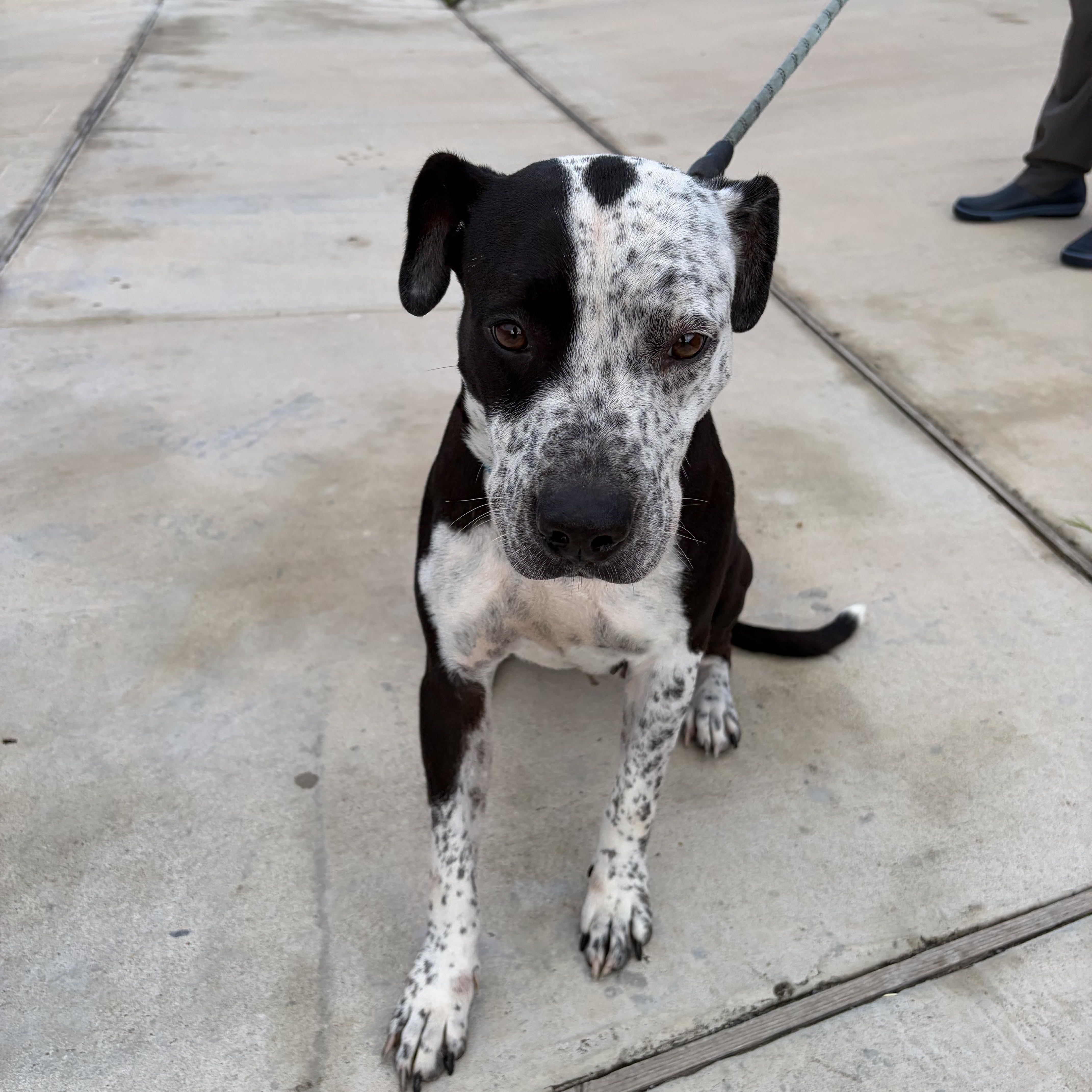 Laurie, Adoptable, Young Female German Shorthaired Pointer.