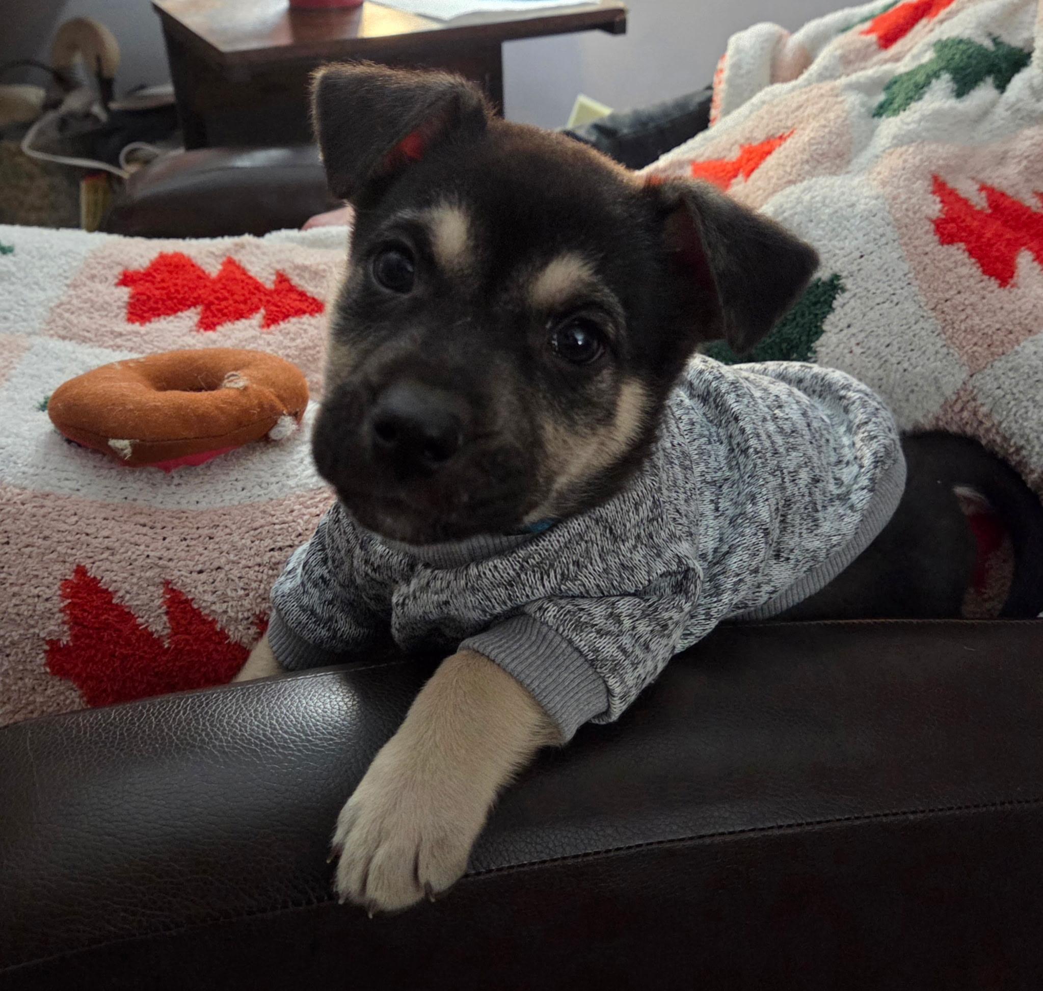 Enlarge Kenji, a ADOPTABLE mixed breed in Jeffersonville, IN image 1/6