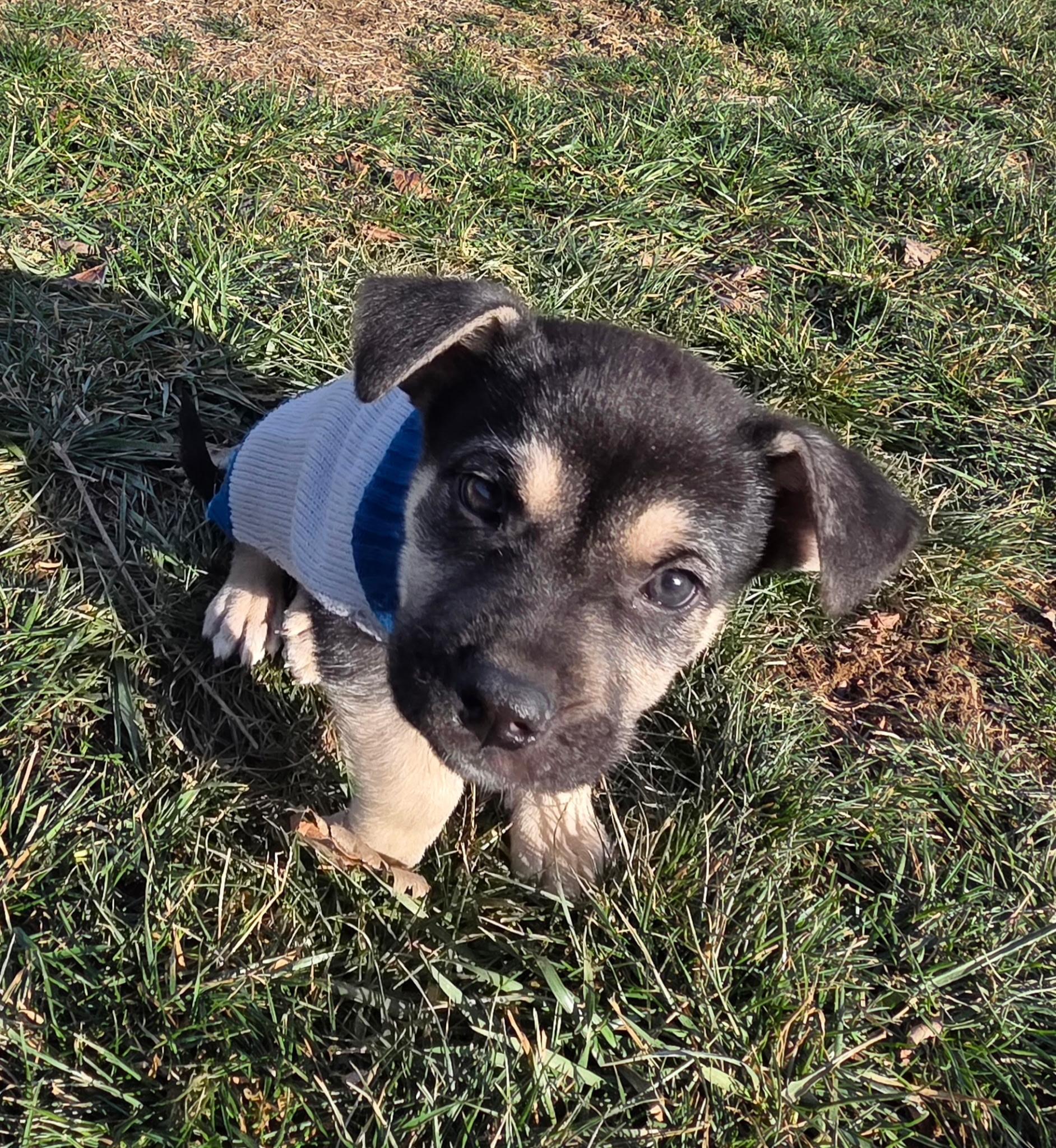 Enlarge Kenji, a ADOPTABLE mixed breed in Jeffersonville, IN image 3/6