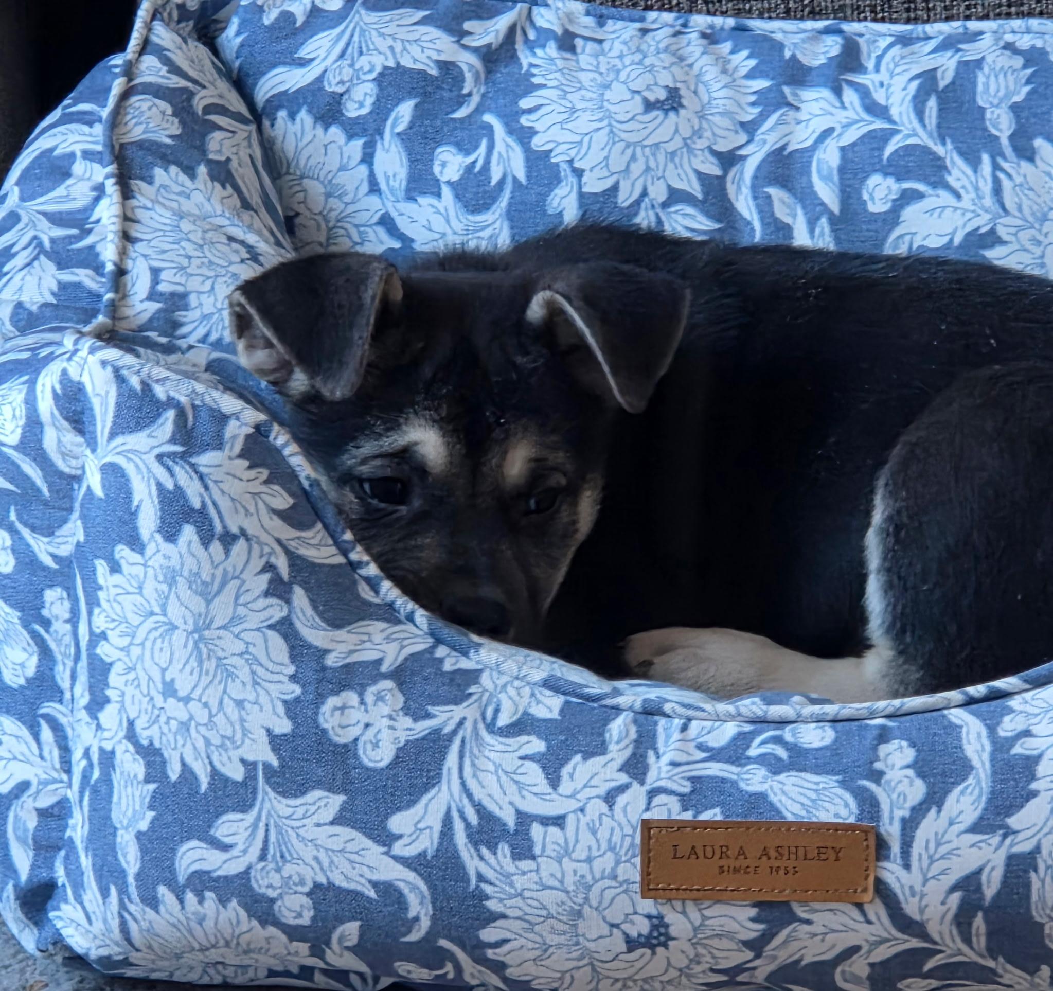 Enlarge Kenji, a ADOPTABLE mixed breed in Jeffersonville, IN image 5/6