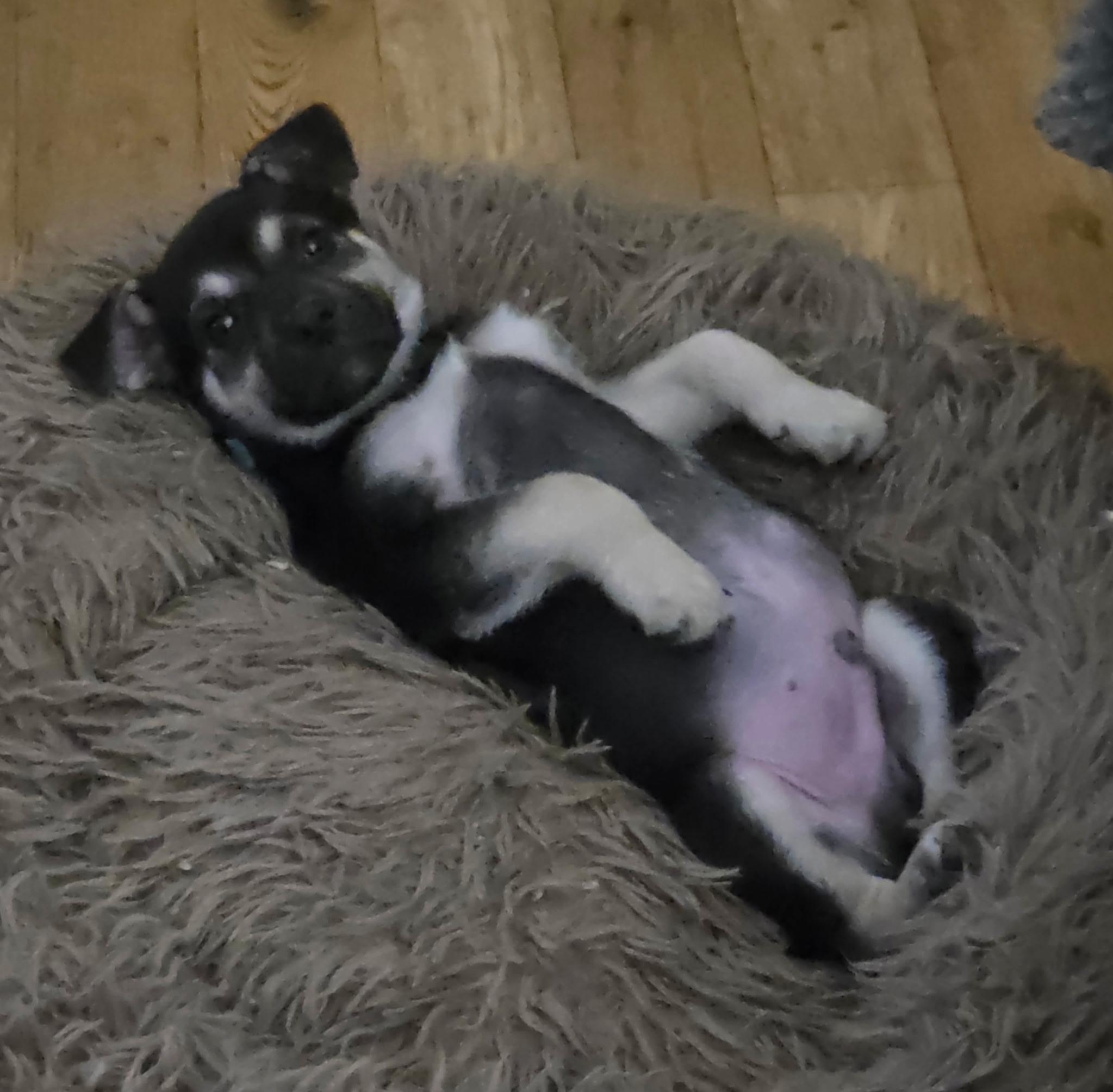 Enlarge Kenji, a ADOPTABLE mixed breed in Jeffersonville, IN image 2/6