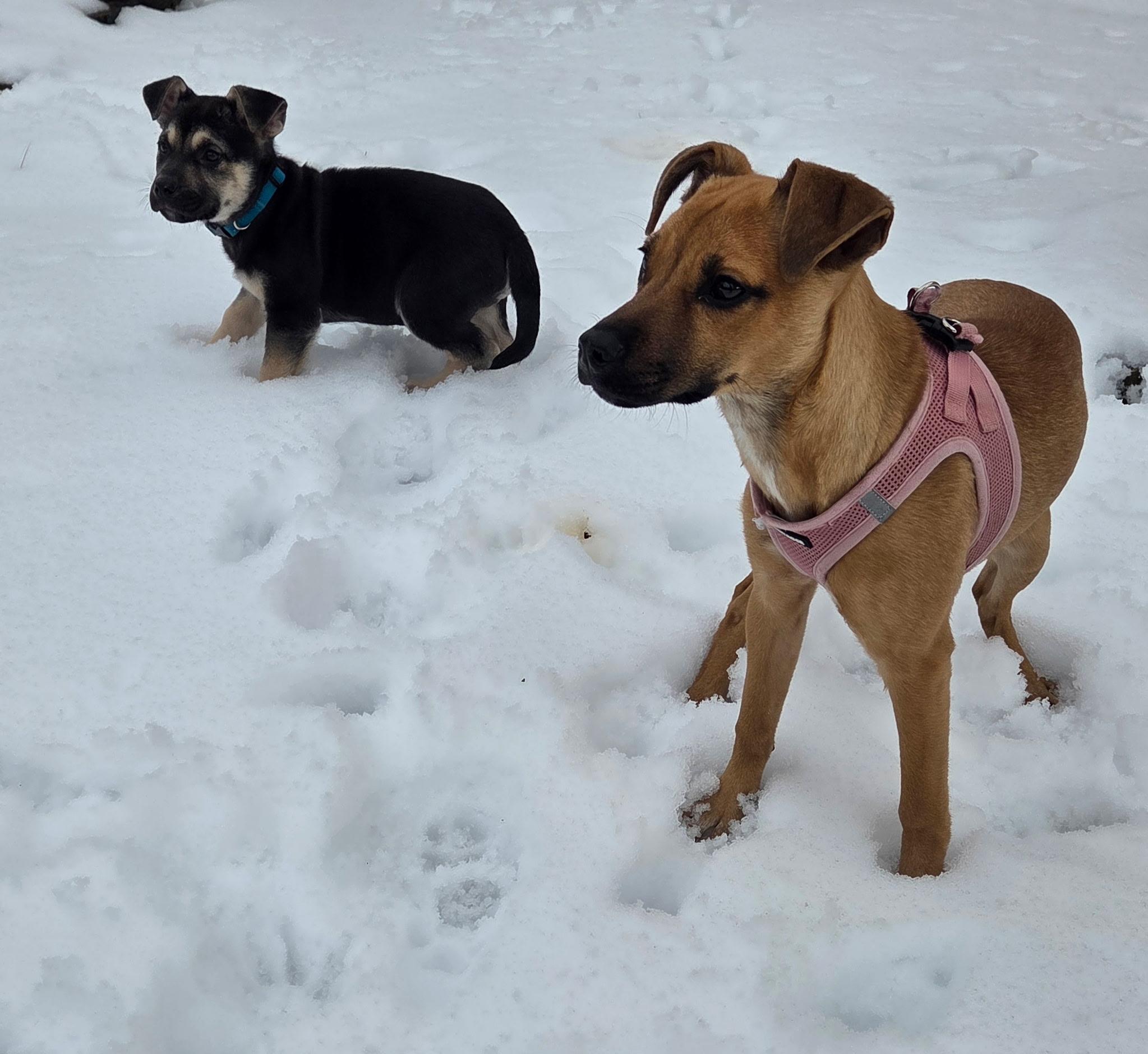 Enlarge Kenji, a ADOPTABLE mixed breed in Jeffersonville, IN image 4/6